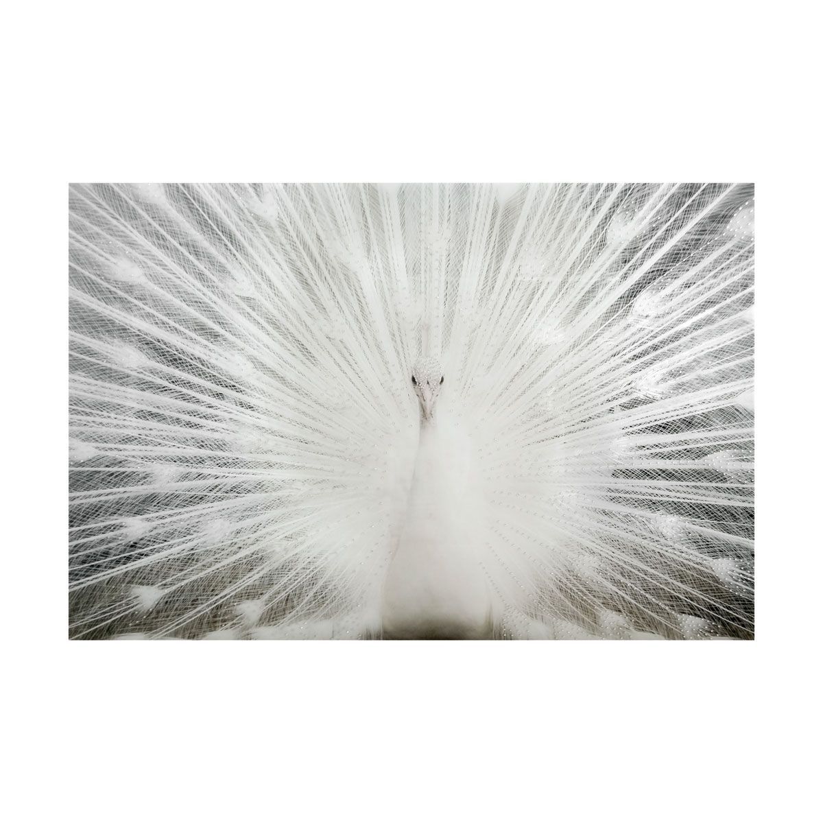 Picture of WHITE PEACOCK WALL HANGING