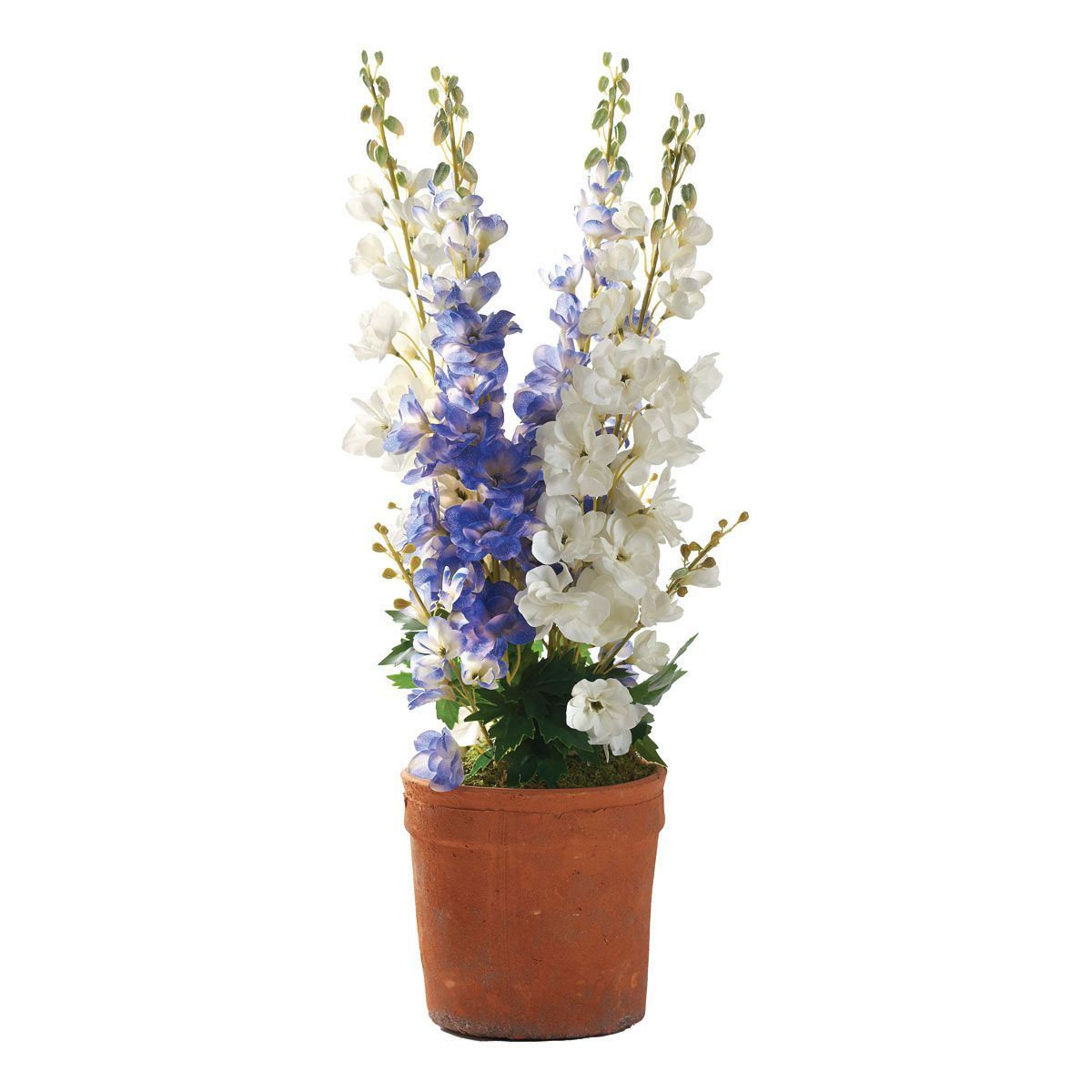 Picture of PURPLE AND WHITE LARKSPUR