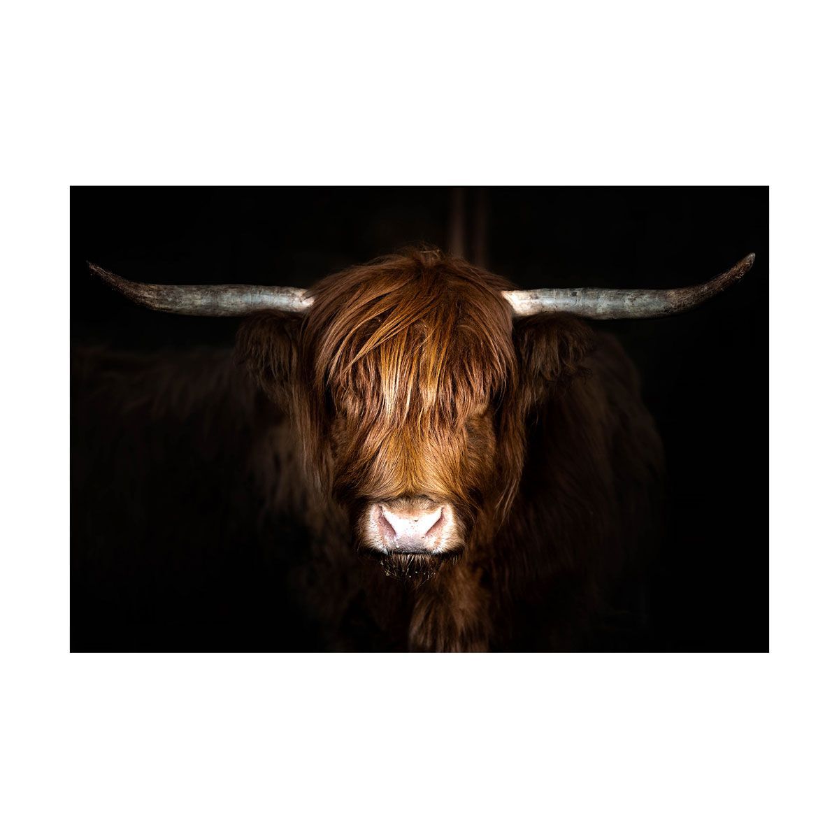 Picture of HIGHLAND COW GLASS WALLART